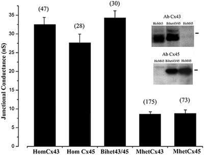 Mono-Heteromeric Configurations of Gap Junction Channels Formed by Connexin43 and Connexin45 Reduce Unitary Conductance and Determine both Voltage Gating and Metabolic Flux Asymmetry